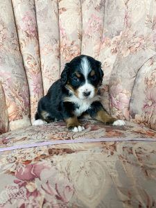 Tri-color Bernese Mountain Dog puppy sitting on a floral patterned chair.