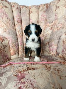 Puppy with black, white, and tan markings standing on a floral armchair.