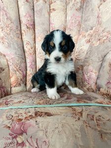 Black, white, and tan puppy sitting on floral patterned chair.