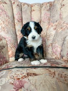 Bernedoodle puppy sitting on floral armchair, with black, white, and brown markings.