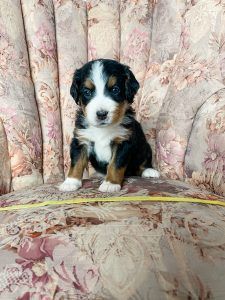 Tri-color Bernedoodle puppy sitting on a floral-patterned chair, looking forward.