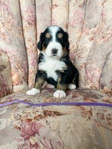 Puppy with black, white, and tan markings sitting in a floral armchair, looking forward.