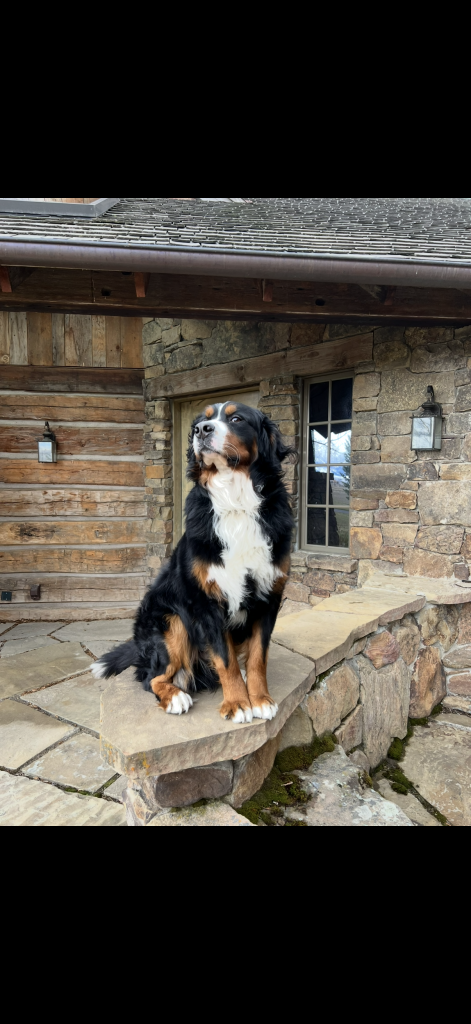 Bernese Mountain Dog sitting on a stone ledge, looking upwards. Outside by a stone building.