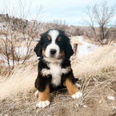 Bernese Mountain Dog puppy with black, white, and brown fur sits in a field, looking at the camera.