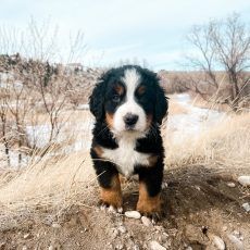 Bernese Mountain Dog puppy with black, white, and brown fur, standing on a hill in a wintery landscape.
