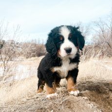Bernese Mountain Dog puppy standing on a hill; black, white, and brown fur; outdoors.