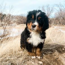 Bernese Mountain puppy in a field, with black, brown, and white fur.