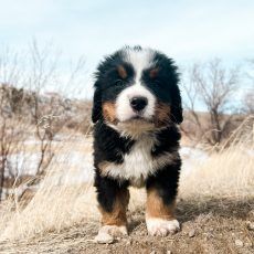 Bernese Mountain Dog puppy, black, brown, and white fur, standing outdoors in dry grass.