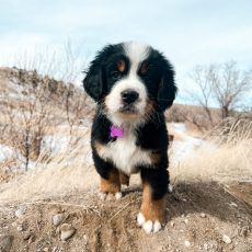 Bernese Mountain Dog puppy standing outdoors on a small hill, wearing a pink collar.