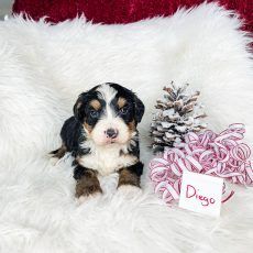 A tricolor Bernedoodle puppy named Diego sits on white fur next to a snowy pinecone and ribbons.