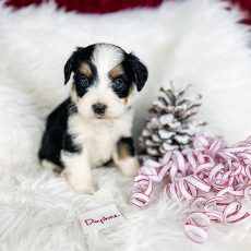 Puppy with black, white, and tan markings sits on fluffy white surface near a pinecone and ribbon.