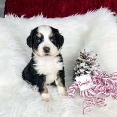 Black, white, and tan puppy, named Douglas, sits on fluffy white blanket, next to a pinecone and ribbon.