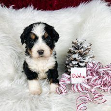 A fluffy black, white, and tan puppy named Dahlia sits on white fur next to a pinecone and ribbons.