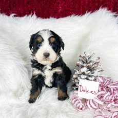 Puppy named Dolores sitting on a white fluffy surface, with a pinecone and red and white ribbon.