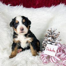 Bernese Mountain Dog puppy named Dakota, sitting on white fur with a pinecone and candy cane ribbon.