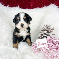 Tri-color Bernedoodle puppy named Darcy sitting on white faux fur with a pinecone and candy cane ribbon.