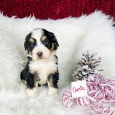 Bernedoodle puppy on a white fur rug with a pine cone and name tag.