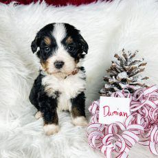 Puppy named Damian with black, white, and brown fur sits on white fur, next to a pine cone and striped ribbon.