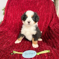 Bernese Mountain Dog puppy named Bridger sits on a red blanket. He has a white chest, black & brown markings.