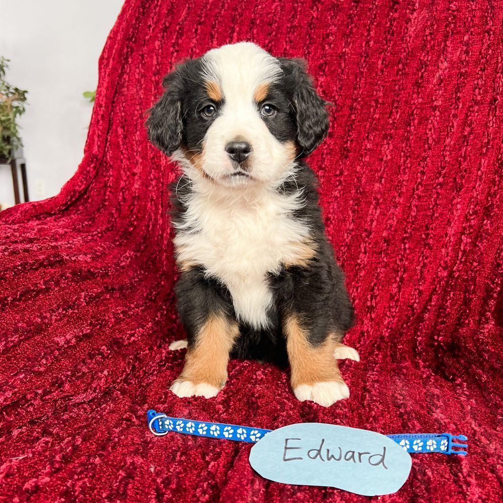 Bernese Mountain Dog puppy named Edward sits on red blanket, looking at the camera.