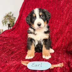 Bernese Mountain Dog puppy named Earl sitting on red fabric.