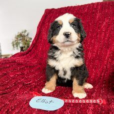 Bernese Mountain Dog puppy named Elliot sitting on a red blanket, wearing a red collar with his name.