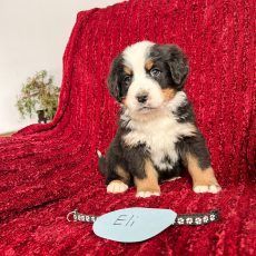 Bernese Mountain Dog puppy named Eli sits on a red blanket, wearing a collar.