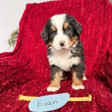 Bernese Mountain Dog puppy named Evan sitting on red blanket.