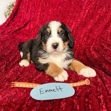 Puppy named Emmett with black, brown, and white markings, lying on a red blanket, with a name tag.