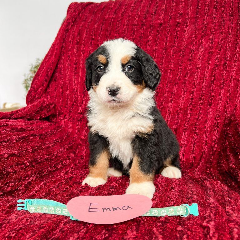Bernese Mountain Dog puppy, named Emma, sits on red blanket with a light blue collar.