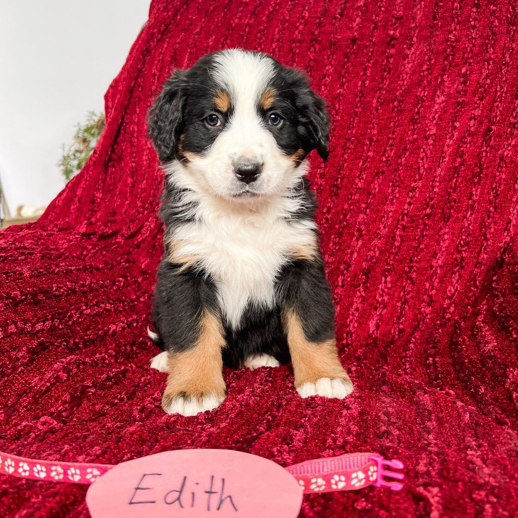 A tri-color puppy (Edith) sits on a red velvet backdrop, looking at the camera.