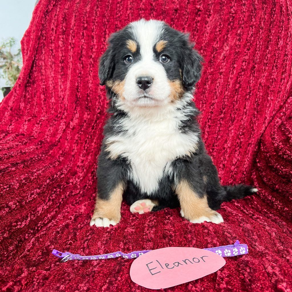 Bernese Mountain Dog puppy named Eleanor, sitting on red velvet. Black, white, and tan fur.
