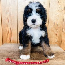 Bernedoodle puppy with black, white, and brown fur, sitting on wood with a red collar.