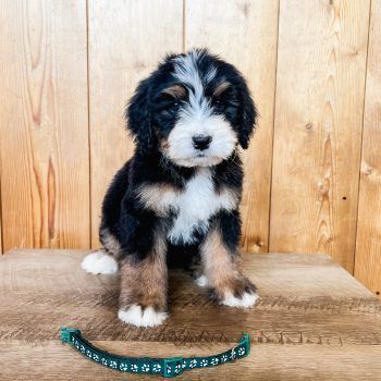 Tri-color Bernedoodle puppy sitting on wood; black, tan, and white fur with a green collar.