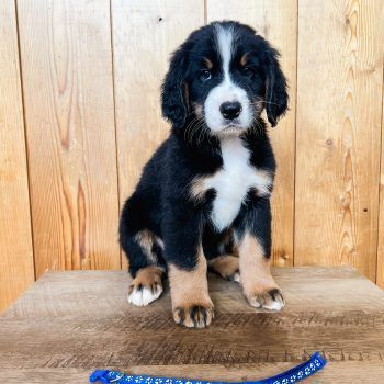 Bernese Mountain Dog puppy sitting on a wooden surface, black, white, and tan fur, looking forward.