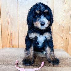 Black, tan, and white Goldendoodle puppy sits on a wooden surface with a pink collar.
