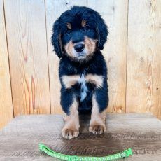 Black and tan puppy sitting on a wooden surface, green collar in front.