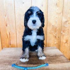 Puppy with black and white fur, sitting on a wooden surface. Blue collar at the bottom.