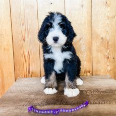Fluffy black, white, and tan puppy sitting on a wood surface with a purple collar.