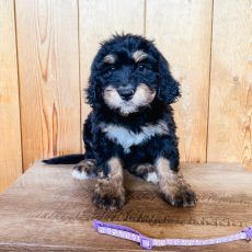 Black and tan puppy sits on a wood surface, looking forward. Purple leash in foreground.