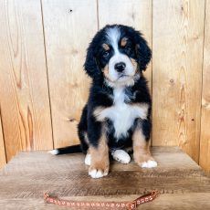 Bernese Mountain Dog puppy, black, brown and white, sitting on wood.