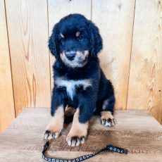Black and tan puppy sitting on a wooden surface, looking forward.