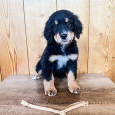Black and tan puppy sitting on a wooden surface, collar in foreground.