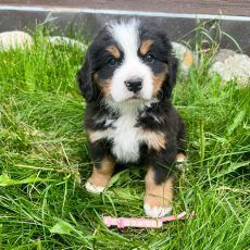 Bernese Mountain Dog puppy sitting in grass, with black, brown, and white markings, looking forward.