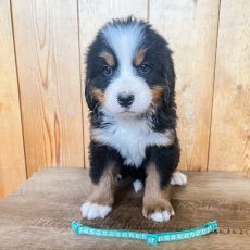 Bernese mountain dog puppy sitting on wood with a blue collar.