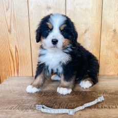 Bernese Mountain Dog puppy sitting on wooden surface, wearing a collar.