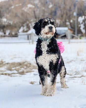 Bernedoodle dog in a snowy field wearing a pink tutu. Black and white fur, blue collar, focused expression.