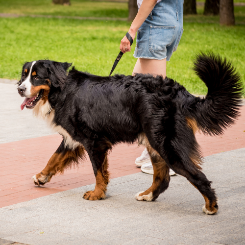 Woman in straw hat and sunglasses smiles as two dogs kiss her in a sunny outdoor setting.
