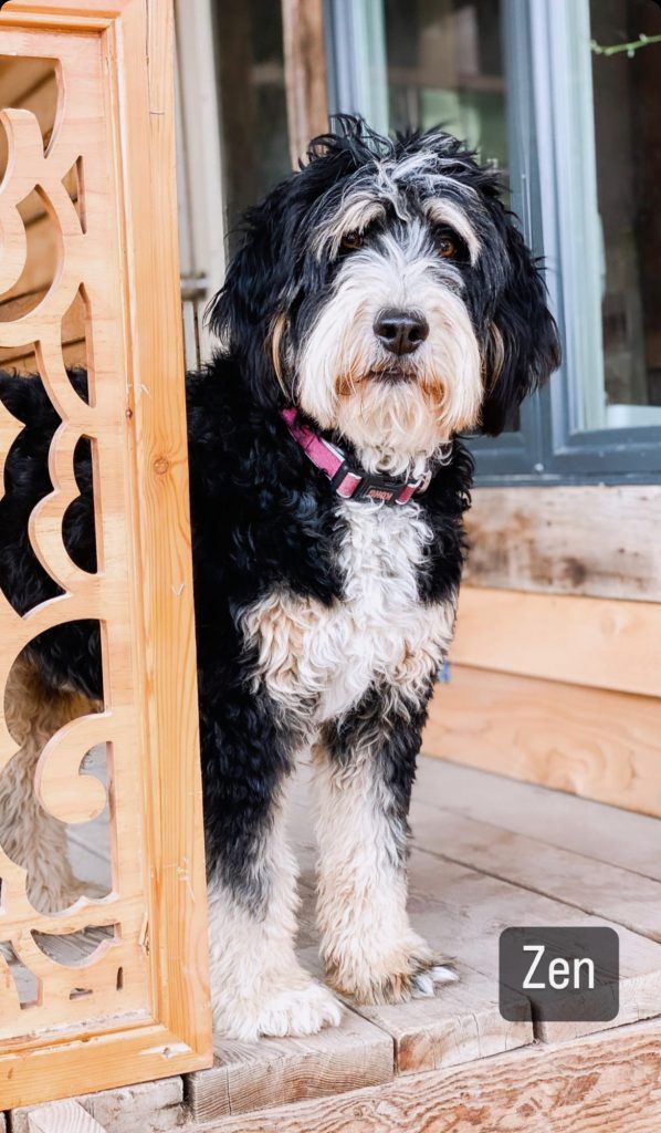 Black, tan, and white Bernedoodle named Zen wearing a pink collar stands on a porch.