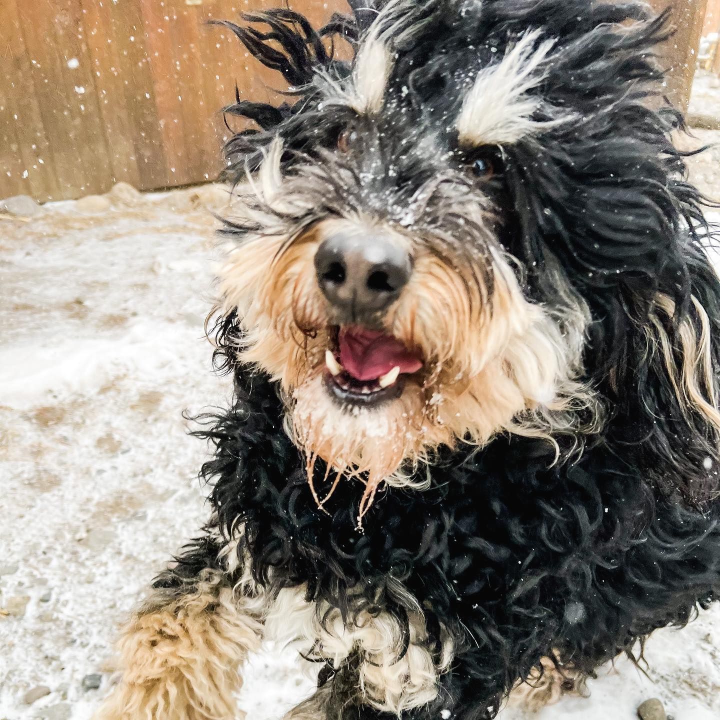 Happy black and tan dog playing in the snow, mouth open.